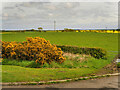 Farmland adjacent to the A1068 between Ellington and Widdrington