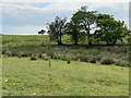 Grasses in the corner of a field