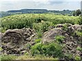 Cut hay and dung heap