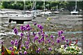 Fishguard, Lower Town: Flowers in Quay Street