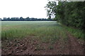 Field bounded by a rectangular strip of woodland