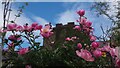 Pink Peonies  in Coldstream