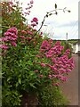 Red valerian growing in hedge on Culver Close, Bradninch, Devon