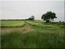 SK8415 : Barley fields off Teigh Lane by Jonathan Thacker