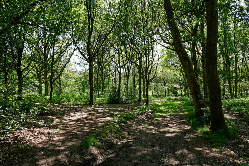 Highgate Common Nature Reserve near... © Roger D Kidd cc-by-sa/2.0 ...