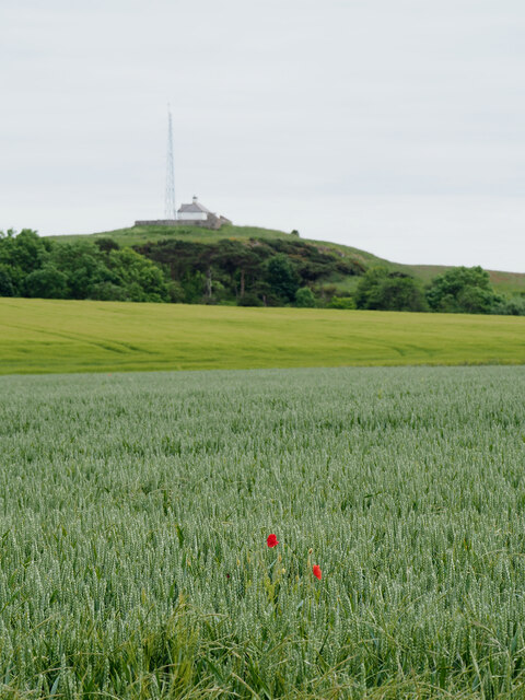 Two poppies in a wheat field