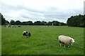 Tups at Beningbrough Hall