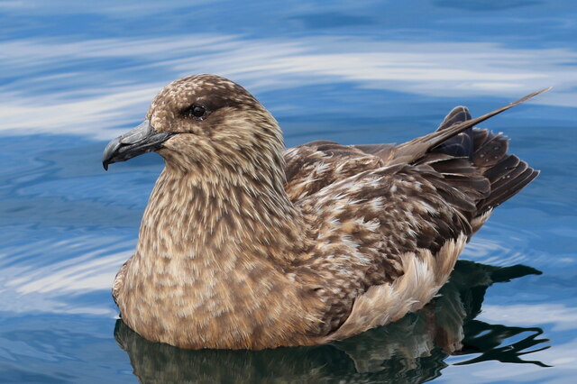 The Great Skua, a  bully known as "the Bonxie"