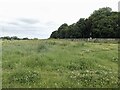 Horses grazing near High Belthorpe