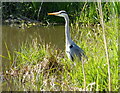 SO9158 : Heron along the Worcester and Birmingham Canal by Mat Fascione