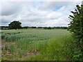 Perton Mill Farm View