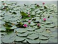 Water lilies on Dove Mere