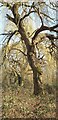TQ2995 : Willow Trees, Oakwood Park  London N14 by Christine Matthews