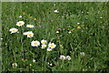 Wild Flowers in Cheyne Open Space, London N21