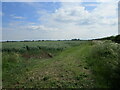 Field of oats near Fox Covert