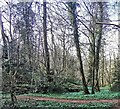 Footpath near Blagdon