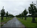 Avenue of Remembrance, Herne Bay