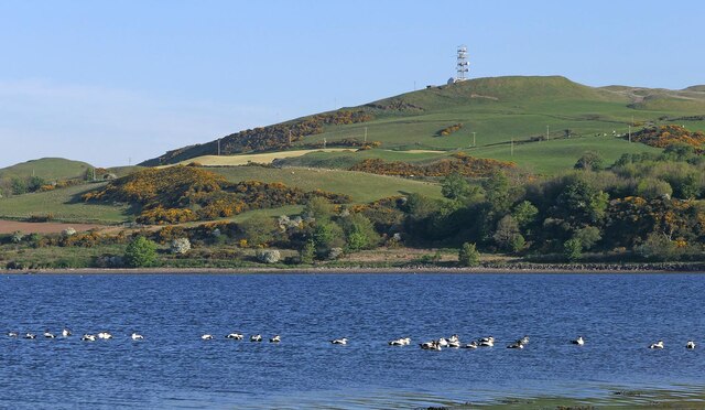 Eider ducks, Campbeltown Loch, Argyll