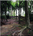 SK4098 : Hoober Stand woodland by Andy Stephenson