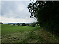 Grass field alongside Ash Pole Spinney