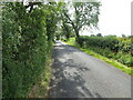 Hedge and tree-lined minor road near to Burnridge