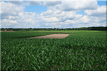 TL7167 : Maize field on Kentford Heath by Hugh Venables
