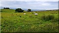 NY7508 : Sheep in grass field with nettles east of Waitby Farm by Roger Templeman