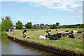 Canalside pasture near Trentham, Stoke-on-Trent