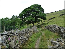 SK0098 : Oak tree south of Lees Hill by Neil Theasby