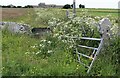 Lush field margin at Skiall