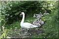 Swan & cygnets at Barend Loch