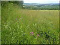 TQ6863 : Pyramidal orchids in the Medway Valley by Marathon