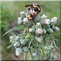 NJ3654 : Three Bees on a Marsh Thistle by Anne Burgess
