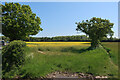 Oilseed rape by Norwich Road