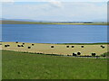 Cropped field above the Loch of Boardhouse