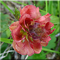 A Strange Geum