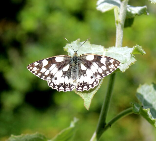 Marbled White butterfly, Edwards Woodland