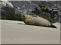 NL5683 : Mingulay - Seal on the beach by Rob Farrow