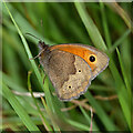 A meadow brown butterfly