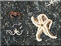 NL6998 : Starfish and crab, Breibhig jetty by Rob Farrow
