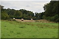 Bales in a field