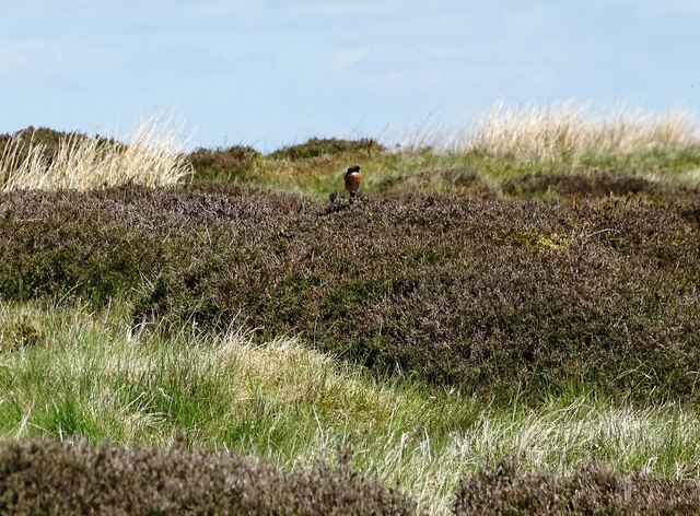 Stonechat near The Moorcock