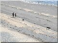 Dogwalkers on Llanbedrog beach