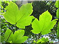 Sycamore leaves seen against light, Cowleaze Wood