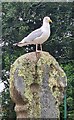 Herring gull on an ancient cross in Penlee Park