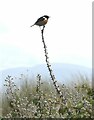 SH3634 : Stonechat on the seawall by Oliver Dixon