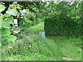 Footpath, Felsted Nature Area