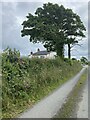 Lane leading past Maesyderi