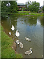 SO8754 : Swans and Cygnets at County Hall, Worcester by Chris Allen