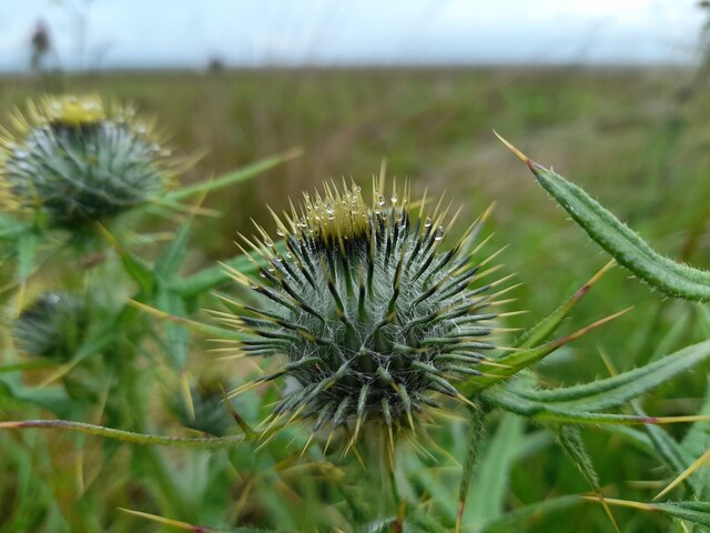 Dew on a Thistle